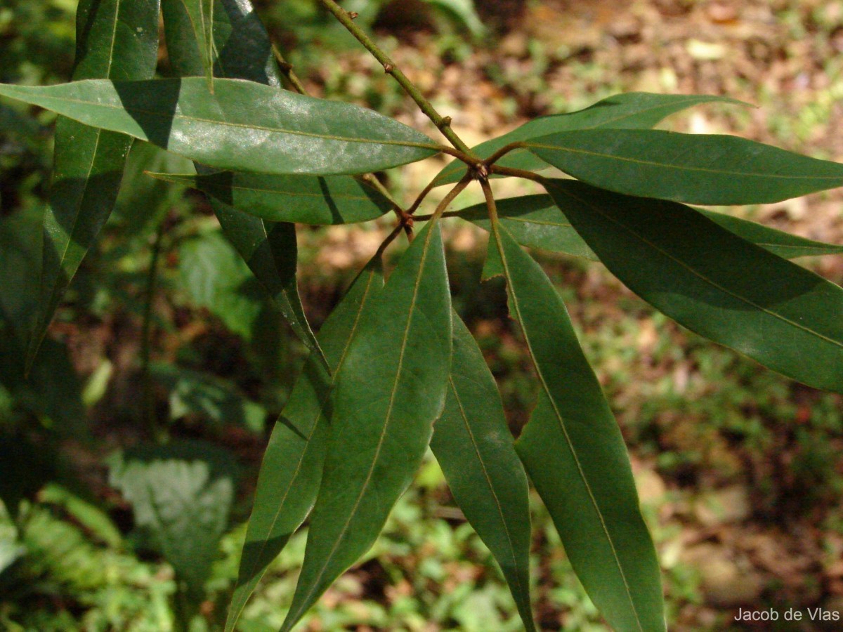 Actinodaphne elegans Thwaites